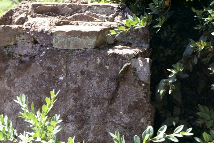 Click to see next picture