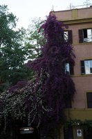 Click to see big picture (333x500 pixels; 44 KB)