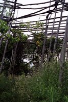 Click to see big picture (333x500 pixels; 63 KB)